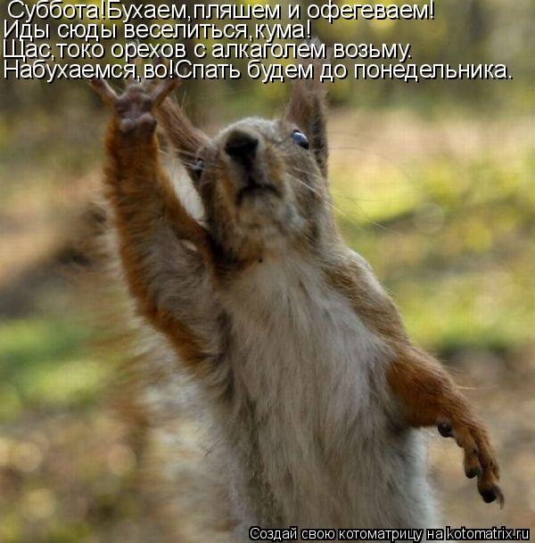 Котоматрица: Суббота!Бухаем,пляшем и офегеваем! Иды сюды веселиться,кума! Щас,токо орехов с алкаголем возьму. Набухаемся,во!Спать будем до понедельника.