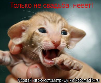 Только не свадьба ,нееет!... Котоматрица: Только не свадьба ,нееет!
