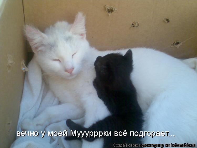 Котоматрица: вечно у моей Мууурррки всё подгорает...