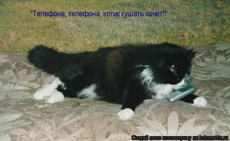 "Телефона, телефона, котик кушать хочет!"... Котоматрица: "Телефона, телефона, котик кушать хочет!"