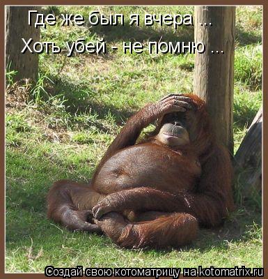 Где же был я вчера ... Хоть убей - не помню ...... Котоматрица: Где же был я вчера ... Хоть убей - не помню ...