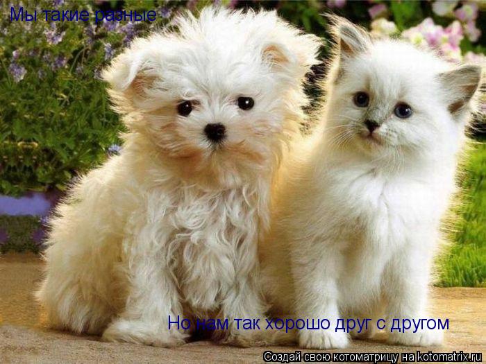 Мы такие разные Но нам так хорошо друг с другом... Котоматрица: Мы такие разные Но нам так хорошо друг с другом