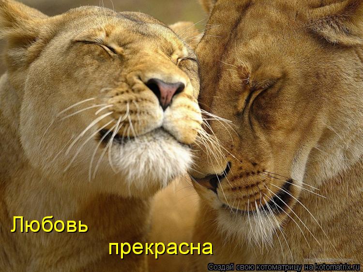Любовь прекрасна... Котоматрица: Любовь прекрасна