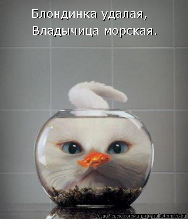 Владычица морская. Блондинка удалая,... Котоматрица: Владычица морская. Блондинка удалая,