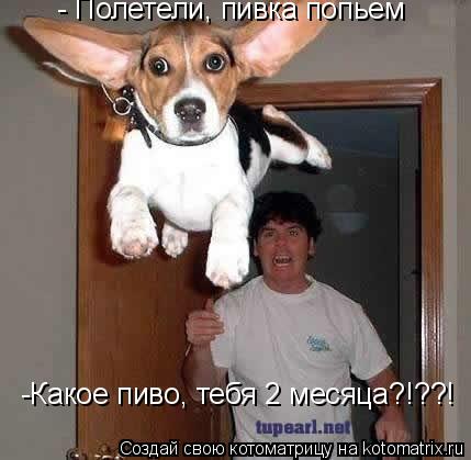 - Полетели, пивка попьем -Какое пиво, тебя 2 месяца?!??!... Котоматрица: - Полетели, пивка попьем -Какое пиво, тебя 2 месяца?!??!
