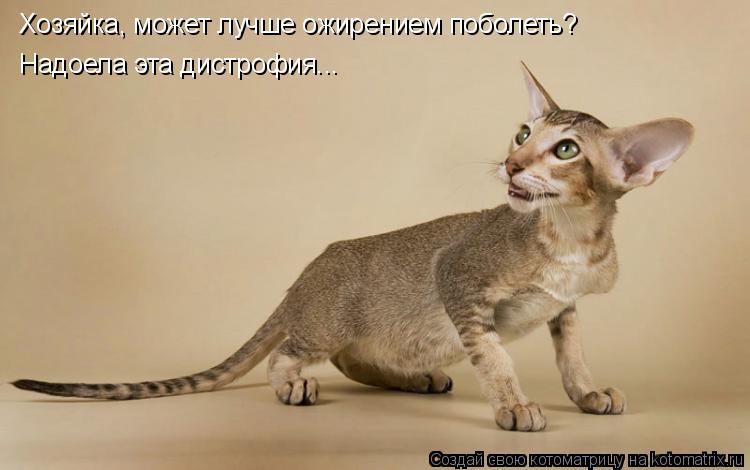 Хозяйка, может лучше ожирением поболеть? Надоела эта дистрофия...... Котоматрица: Хозяйка, может лучше ожирением поболеть? Надоела эта дистрофия...