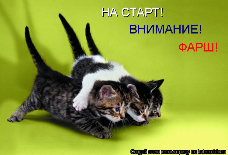 НА СТАРТ! ВНИМАНИЕ! ФАРШ!... Котоматрица: НА СТАРТ! ВНИМАНИЕ! ФАРШ!