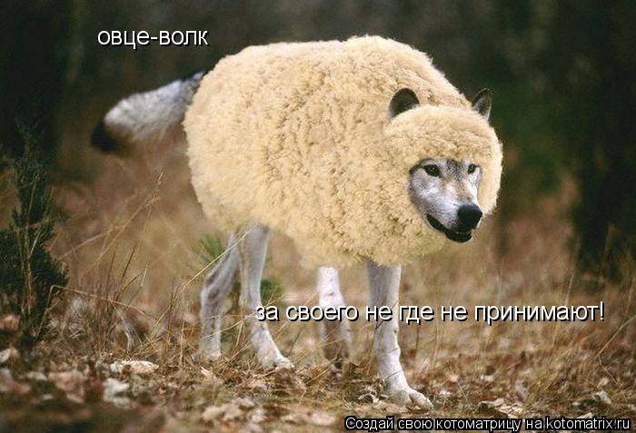 овце-волк за своего не где не принимают!... Котоматрица: овце-волк за своего не где не принимают!