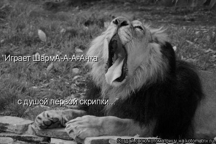 "Играет ШармА-А-А-Анка с душой первой скрипки..."... Котоматрица: "Играет ШармА-А-А-Анка с душой первой скрипки..."
