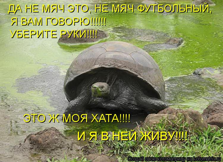 Котоматрица: ДА НЕ МЯЧ ЭТО, НЕ МЯЧ ФУТБОЛЬНЫЙ, Я ВАМ ГОВОРЮ!!!!!! УБЕРИТЕ РУКИ!!!! ЭТО Ж МОЯ ХАТА!!!! И Я В НЕЙ ЖИВУ!!!!
