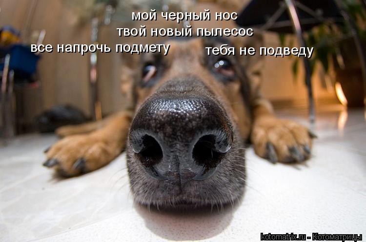 Котоматрица: мой черный нос твой новый пылесос все напрочь подмету тебя не подведу