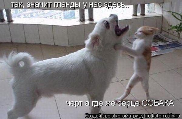 Котоматрица: так, значит гланды у нас здесь.. черт а где же серце СОБАКА