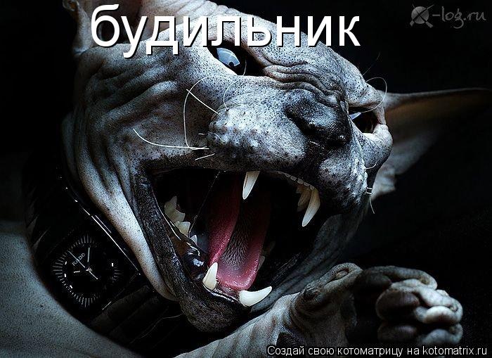 Котоматрица: будильник