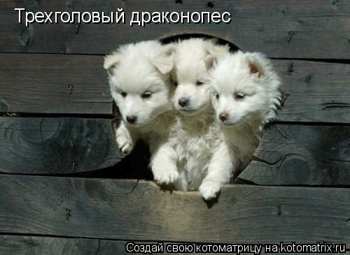 Котоматрица: Трехголовый драконопес