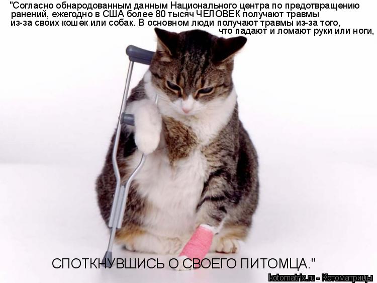 Котоматрица: "Согласно обнародованным данным Национального центра по предотвращению  ранений, ежегодно в США более 80 тысяч ЧЕЛОВЕК получают травмы  из-