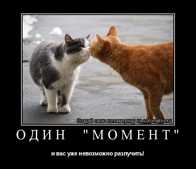 Один "Момент" и вас уже невозможно разлучить!... Котоматрица: Один "Момент" и вас уже невозможно разлучить!