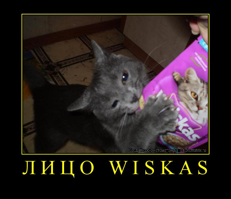 Лицо Wiskas ... Котоматрица: Лицо Wiskas