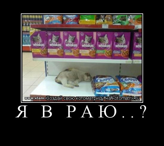 Я в Раю..? ... Котоматрица: Я в Раю..?