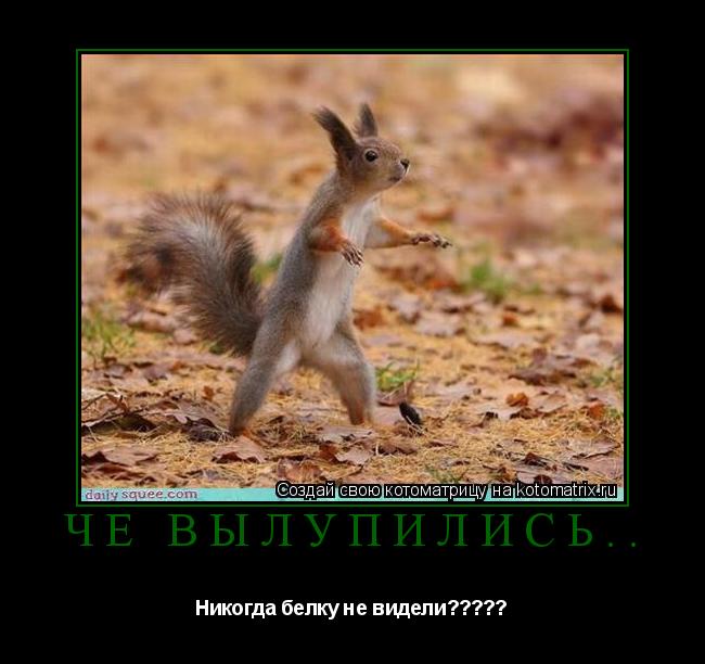 ЧЁ ВЫЛУПИЛИСЬ.. Никогда белку не видели?????... Котоматрица: ЧЁ ВЫЛУПИЛИСЬ.. Никогда белку не видели?????