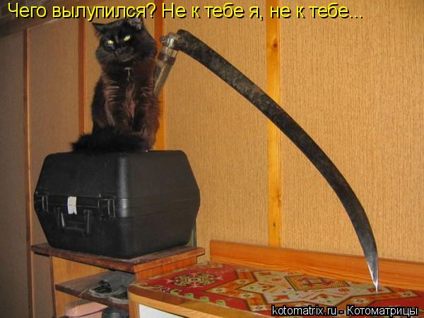 Котоматрица: Чего вылупился? Не к тебе я, не к тебе...