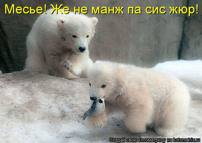 Месье! Же не манж па сис жюр!... Котоматрица: Месье! Же не манж па сис жюр!