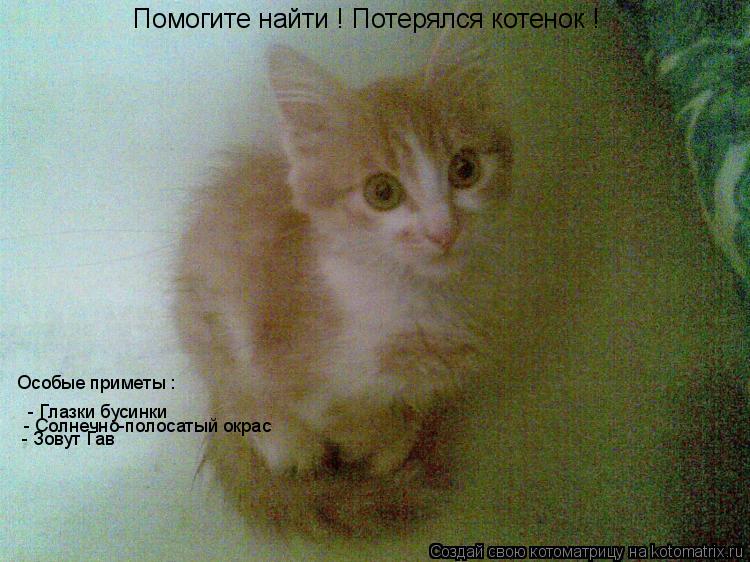 Котоматрица: Помогите найти ! Потерялся котенок ! Особые приметы : - Глазки бусинки - Солнечно-полосатый окрас - Зовут Гав