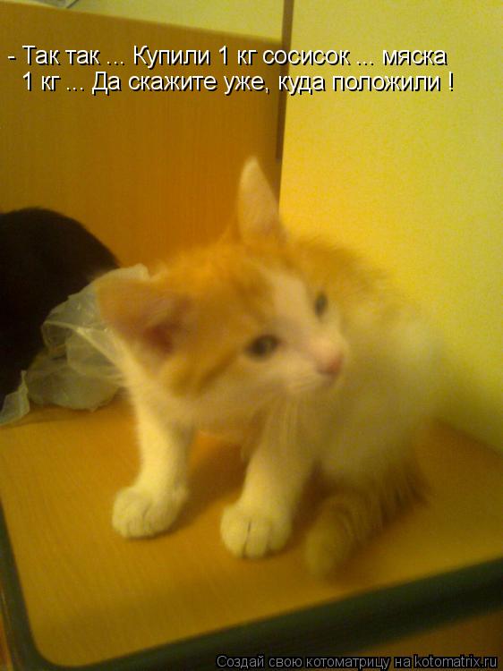 Котоматрица: - Так так ... Купили 1 кг сосисок ... мяска 1 кг ... Да скажите уже, куда положили !