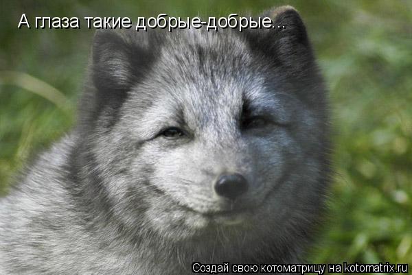 Котоматрица: А глаза такие добрые-добрые...
