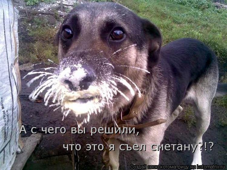 Котоматрица: А с чего вы решили,  что это я съел сметану?!?