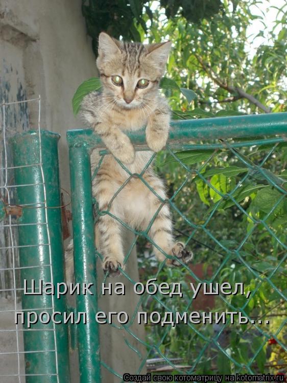 Котоматрица: Шарик на обед ушел, просил его подменить...