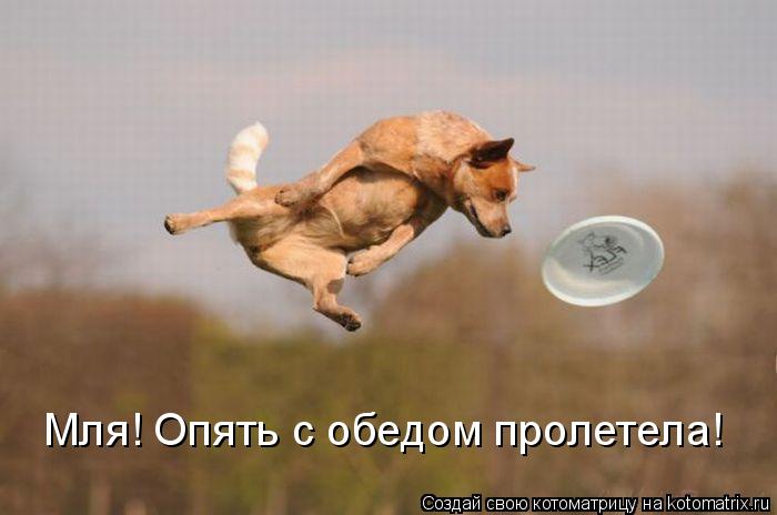 Котоматрица: Мля! Опять с обедом пролетела!
