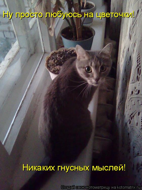 Котоматрица: Ну просто любуюсь на цветочки! Никаких гнусных мыслей!