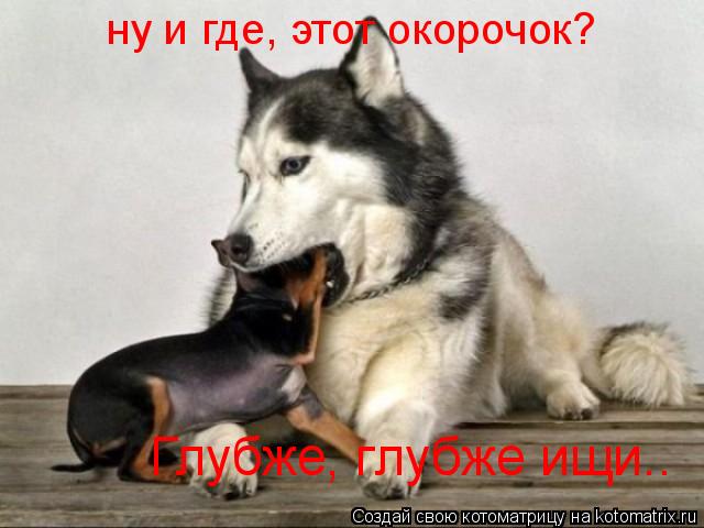 Котоматрица: ну и где, этот окорочок? Глубже, глубже ищи..