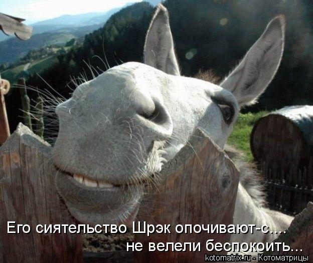Котоматрица: Его сиятельство Шрэк опочивают-с.... не велели беспокоить...