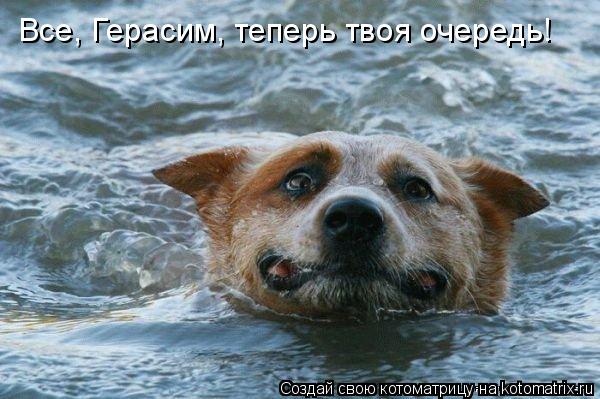 Котоматрица: Все, Герасим, теперь твоя очередь!