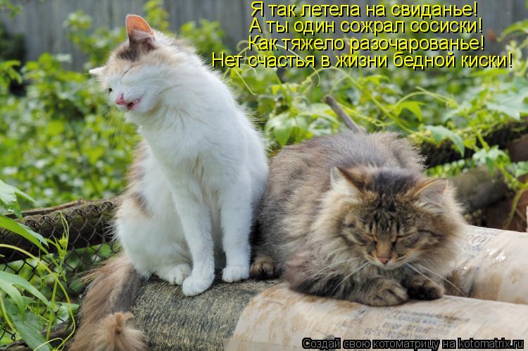 Я так летела на свиданье! А ты один сожрал сосиски! Как тяжело разочарованье! Нет счастья в жизни бед... Котоматрица: Я так летела на свиданье! А ты один сожрал сосиски! Как тяжело разочарованье! Нет счастья в жизни бедной киски!