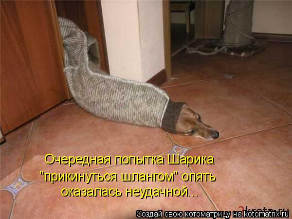 Очередная попытка Шарика "прикинуться шлангом" опять оказалась неудачной...... Котоматрица: Очередная попытка Шарика "прикинуться шлангом" опять оказалась неудачной...