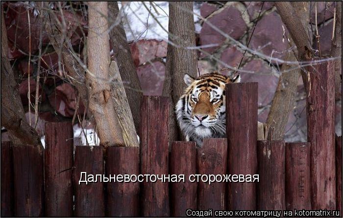 Котоматрица: Дальневосточная сторожевая