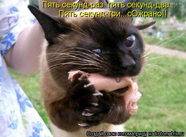 Котоматрица: Пять секунд-раз..пять секунд-два... Пять секунд-три...сОжрано!!
