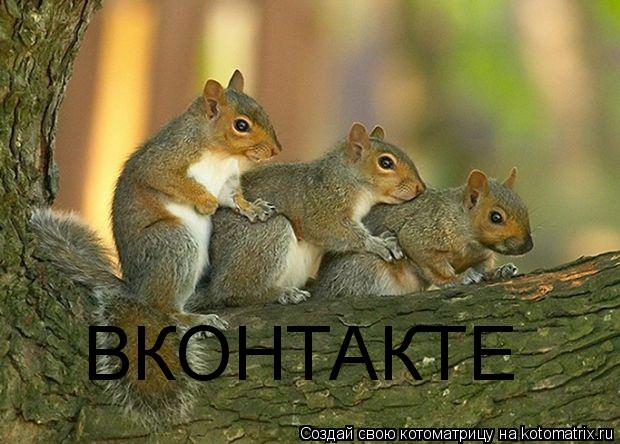 Котоматрица: ВКОНТАКТЕ