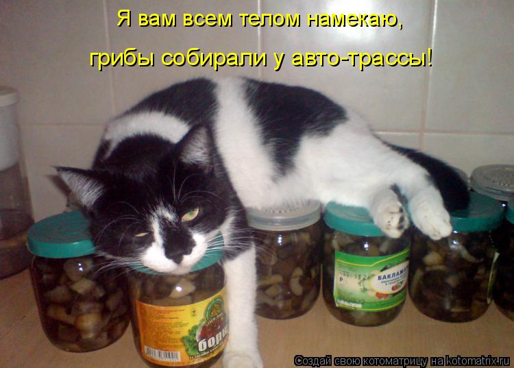 Я вам всем телом намекаю, грибы собирали у авто-трассы!... Котоматрица: Я вам всем телом намекаю, грибы собирали у авто-трассы!