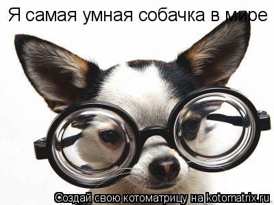 Котоматрица: Я самая умная собачка в мире