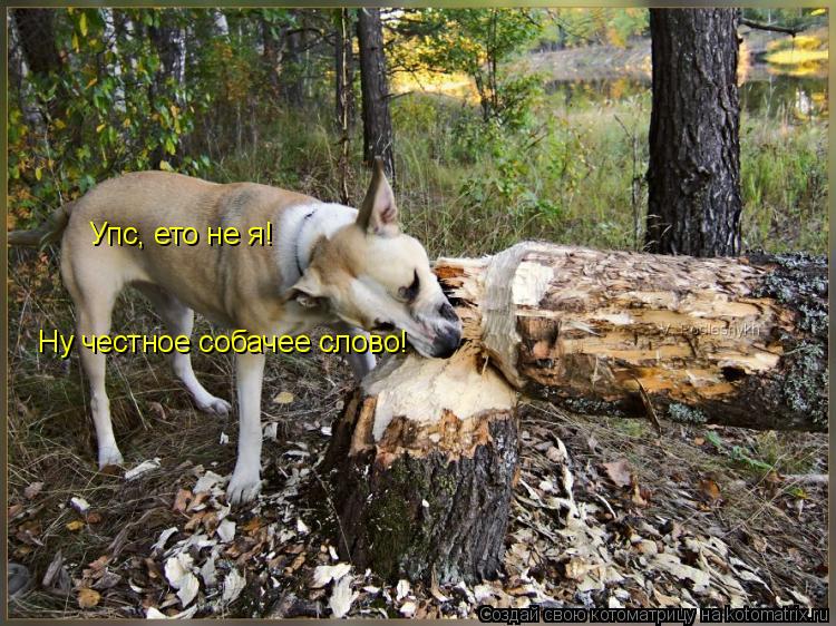 Котоматрица: Упс, ето не я! Упс, ето не я! Ну честное собачее слово!