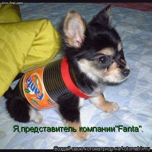 Котоматрица: Я,представитель компании"Fanta".