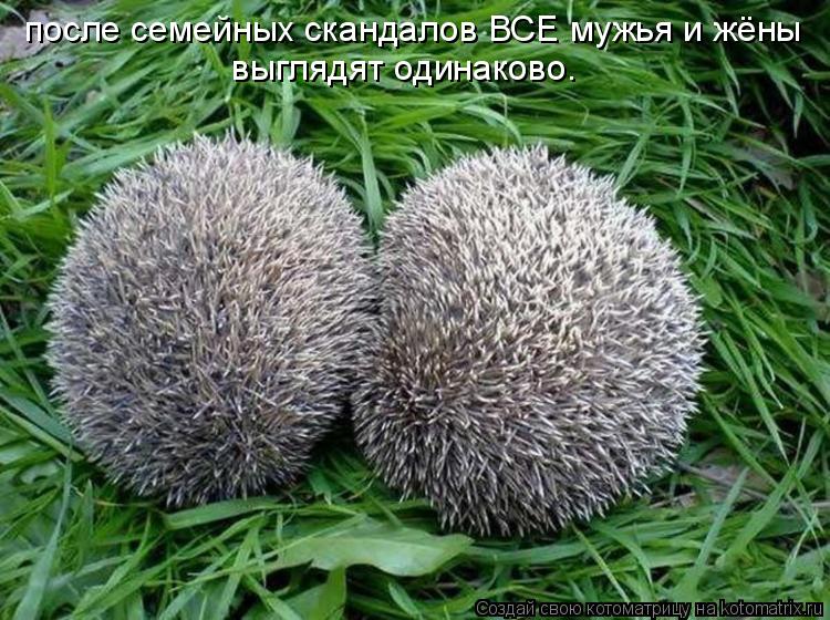 после семейных скандалов ВСЕ мужья и жёны выглядят одинаково.... Котоматрица: после семейных скандалов ВСЕ мужья и жёны выглядят одинаково.