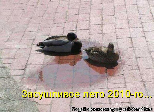 Котоматрица: Засушливое лето 2010-го...
