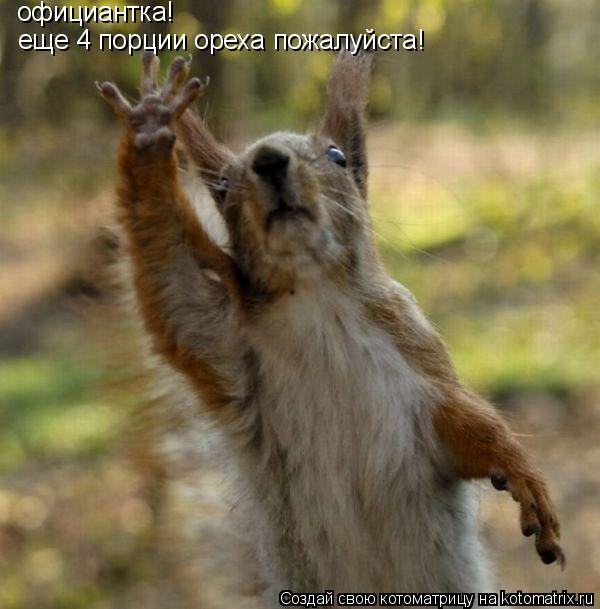 Котоматрица: официантка!   еще 4 порции ореха пожалуйста!