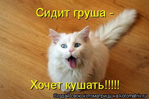 Котоматрица: Сидит груша -  Хочет кушать!!!!!
