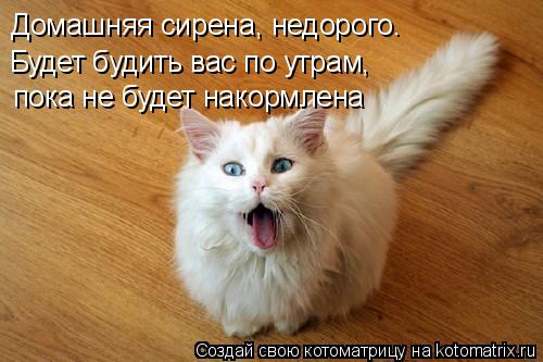 Домашняя сирена, недорого. Будет будить вас по утрам, пока не будет накормлена... Котоматрица: Домашняя сирена, недорого. Будет будить вас по утрам, пока не будет накормлена