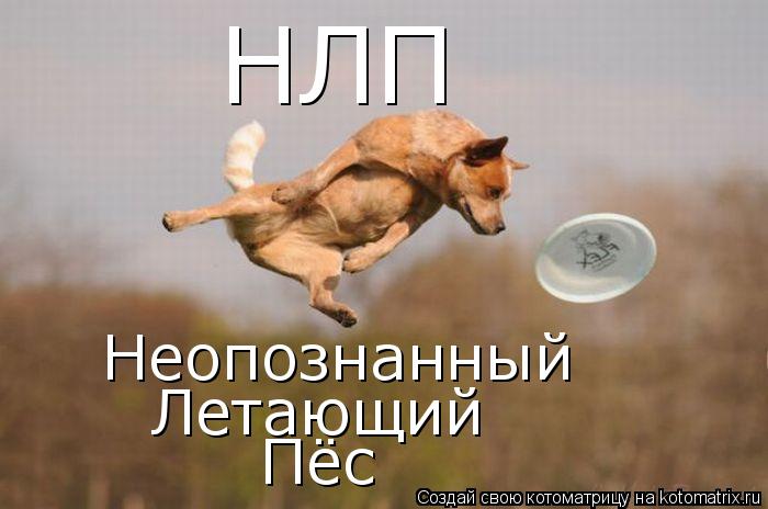 Котоматрица: НЛП  Неопознанный Летающий Пёс